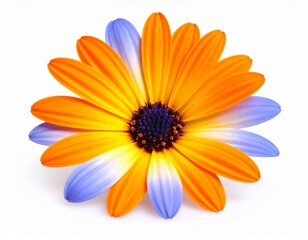 orange and Blue flower