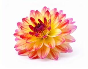 Pink and yellow flower