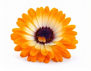 orange flower