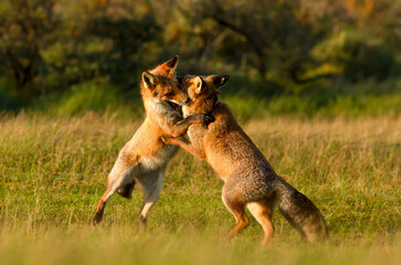 Two cute red fox cubs playing in a meadow