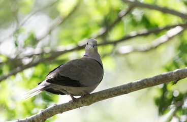 Eurasian collared dove perched on a tree branch