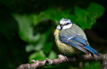 Portrait of a blue tit juvenile perched on a tree branch