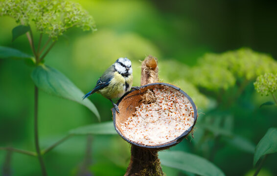 Blue tit juvenile feeding from suet filled coconut bird feeder in a garden