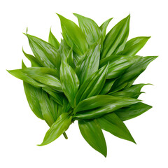 Obraz premium Fresh, vibrant green plant leaves in a visually appealing arrangement. The leaves display a healthy, glossy texture, indicative of vitality