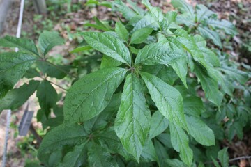 Eleutherococcus senticosus leaves