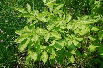 Full plant of Gasiogapi