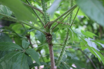 Eleutherococcus senticosus