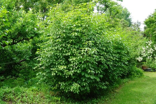 Siberian Ginseng (Eleutherococcus senticosus)