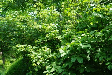 Obraz premium Siberian Ginseng foliage with flower buds