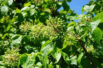 Gasiogapi foliage and fruit under sunlight