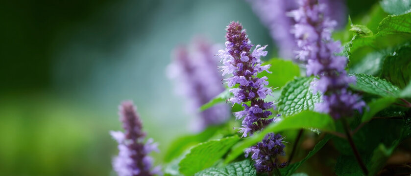 Fototapeta Beautiful patchouli plants blooming in a lush green garden during springtime displaying vibrant purple flowers