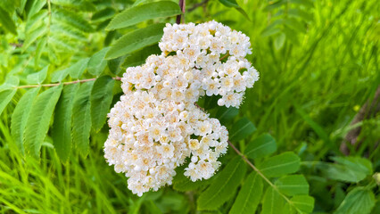 Close-up of blooming white rowan flowers with vibrant green foliage in the background. Natural...