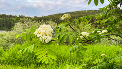 Close-up of blooming rowan (mountain ash) flowers on a branch in a lush green meadow with forested...