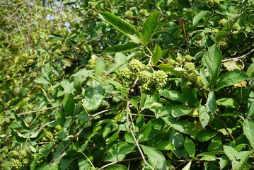 Close-up of gasiogapi fruit clusters