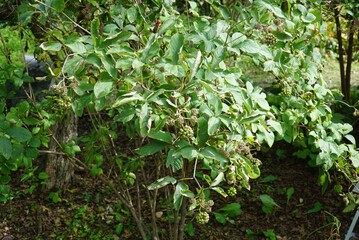 Gasiogapi shrub with green fruits