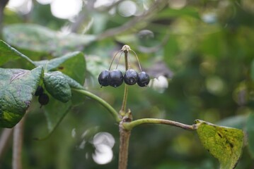 Close-up of Siberian ginseng fruits