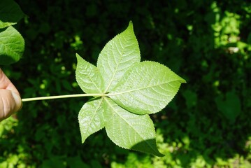 Spiny Eleuthero Leaf Handheld