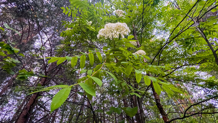 Delicate white elderberry flowers blooming in a lush green forest, surrounded by vibrant leaves and...