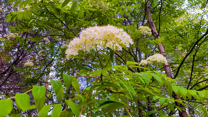 Delicate white elderberry flowers blooming in a lush green forest, surrounded by vibrant leaves and...