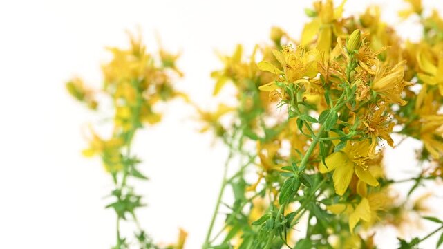 video of St. John's wort flowers