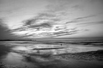seagull at sunset on a sandy beach on the Baltic Sea in the evening