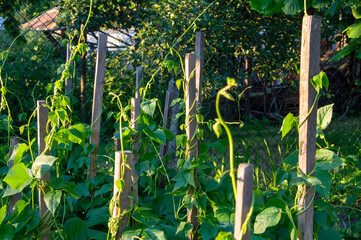 Climbing green bean plants reach for the sun, supported by wooden stakes in a vibrant garden filled...
