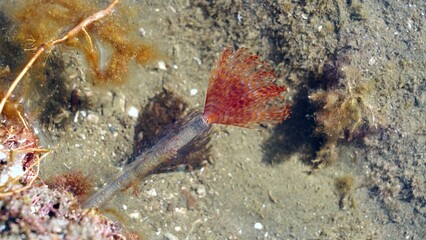 Mediterranean Feather Duster Worm