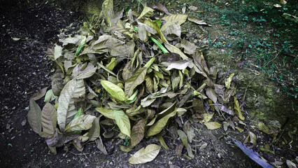 dry leafes on the ground