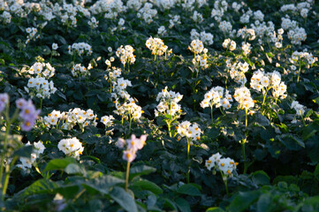 In early morning light, a lush field of potato plants displays clusters of white flowers amidst rich green leaves, creating a breathtaking sight