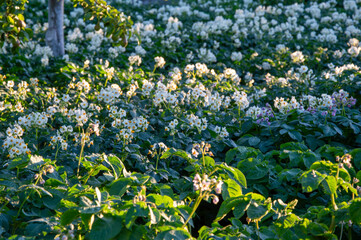 Blooming potato plants fill the field with their white flowers and lush green leaves, illuminated...