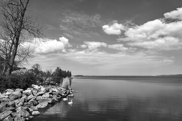 swans at the shore of the Szczecin Lagoon in spring