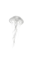 A mesmerizing and ethereal image of a translucent moon jellyfish pulsating with serene grace through the water on isolated transparent background.