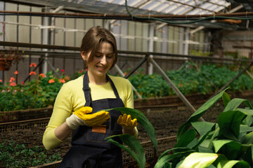 Greenhouse employee inspects vibrant leaves for health and growth.