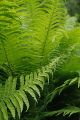Macro photo of vibrant green fern leaves in natural forest environment. The composition features delicate fronds and lush greenery with soft lighting. Ideal as a botanical background, nature concept.