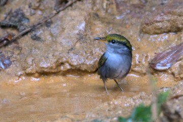 grey-bellied tesia or Tesia cyaniventer seen at Dosdewa in Karimganj Assam India