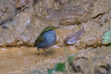 grey-bellied tesia or Tesia cyaniventer seen at Dosdewa in Karimganj Assam India
