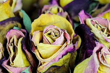 Dried rose, one of many in the bouquet
