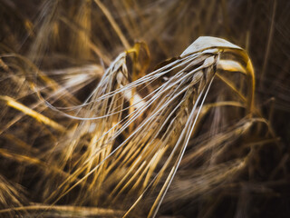 Close-up of barley ear with golden soft light and shallow depth of field