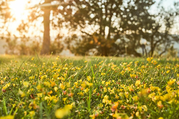 Tranquillit&agrave; al tramonto tra i fiori selvatici.