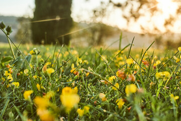 Fiori gialli nella luce del sole d&rsquo;estate.