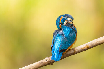 Preening kingfisher with head turned and autumn background