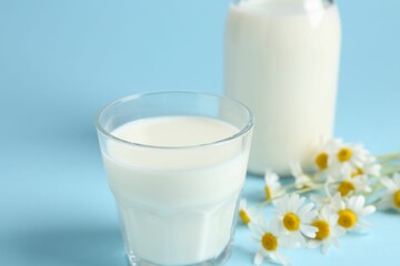 Fresh milk and chamomile flowers on light blue background, closeup