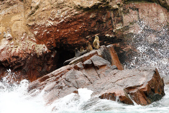 Sea Lions on the Rocky Shores of Islas Ballestas, Paracas, Peru
