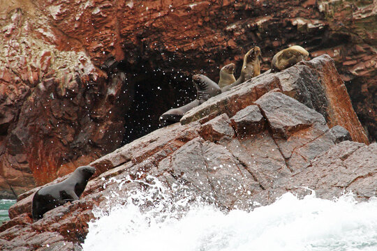 Sea Lions on the Rocky Shores of Islas Ballestas, Paracas, Peru