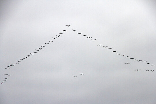 Cormorants Flying in V Formation over the Ocean &ndash; Islas Ballestas, Peru