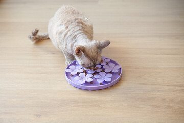 Devon Rex cat eating dry food from a purple slow feeder shaped like flowers on a wooden floor. Indoor pet enrichment and interactive feeding concept.