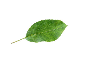 One green apple tree leaf isolated on white