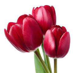 Three vibrant red tulips in full bloom, radiating beauty and elegance. Their petals display a rich hue and delicate texture