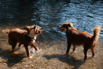 Two dogs playing in a river