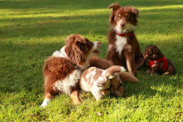 Group of dogs are playing in a grassy field